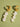 18K gold non-tarnish moon and shell earrings for women