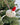 Mouse with Santa Hat Tufted Wool Christmas Ornament on Christmas tree
