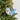 Leopard Seal Felt Wool Christmas Ornament displayed on greenery