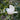 Dove with Olive Branch Felt Wool Christmas Ornament displayed on greenery