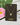 Gold Dipped Cz Flower Heart Pendant Necklace - Gold - Necklace