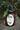 Tea tree + juniper botanical facial wash in a pump bottle surrounded by greenery.