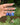 Lapis Lazuli Crystal Keychain featuring polished blue gemstones held in a hand outdoors