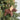 Moose Felt Wool Christmas Ornament displayed on greenery