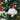 Mouse with Santa Hat Tufted Wool Christmas Ornament displayed on Christmas tree