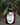 Tea tree + juniper botanical facial wash in a pump bottle surrounded by greenery.