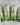 Clovers St. Patrick's Day Tumbler Shamrock Tumbler with green and white shamrock designs.